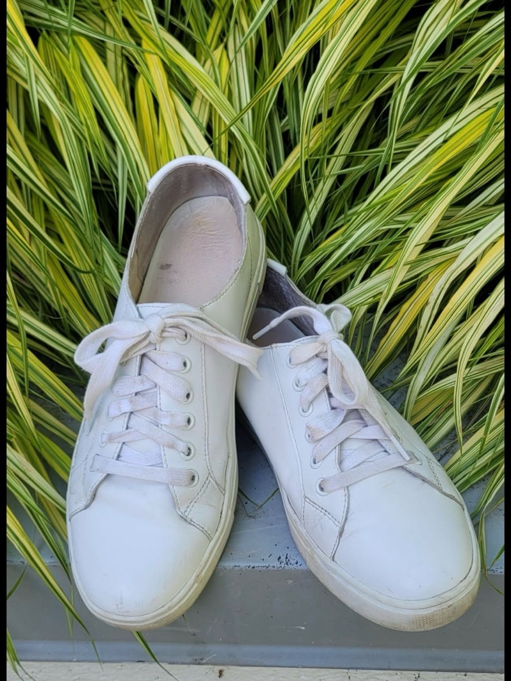 Frye White Leather Low-Top Lace-Up Sneakers